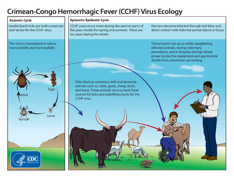 Ecology and virus